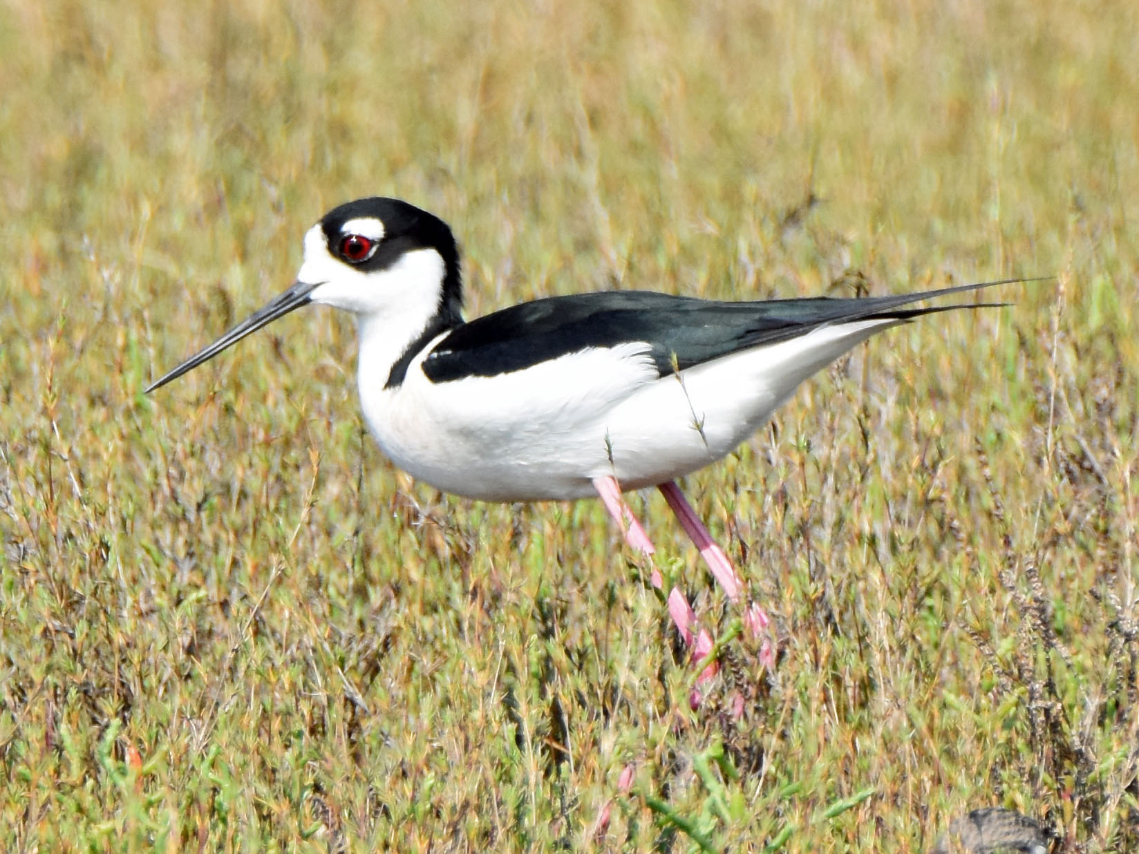 Blacknecked Stilt Big Year Birding