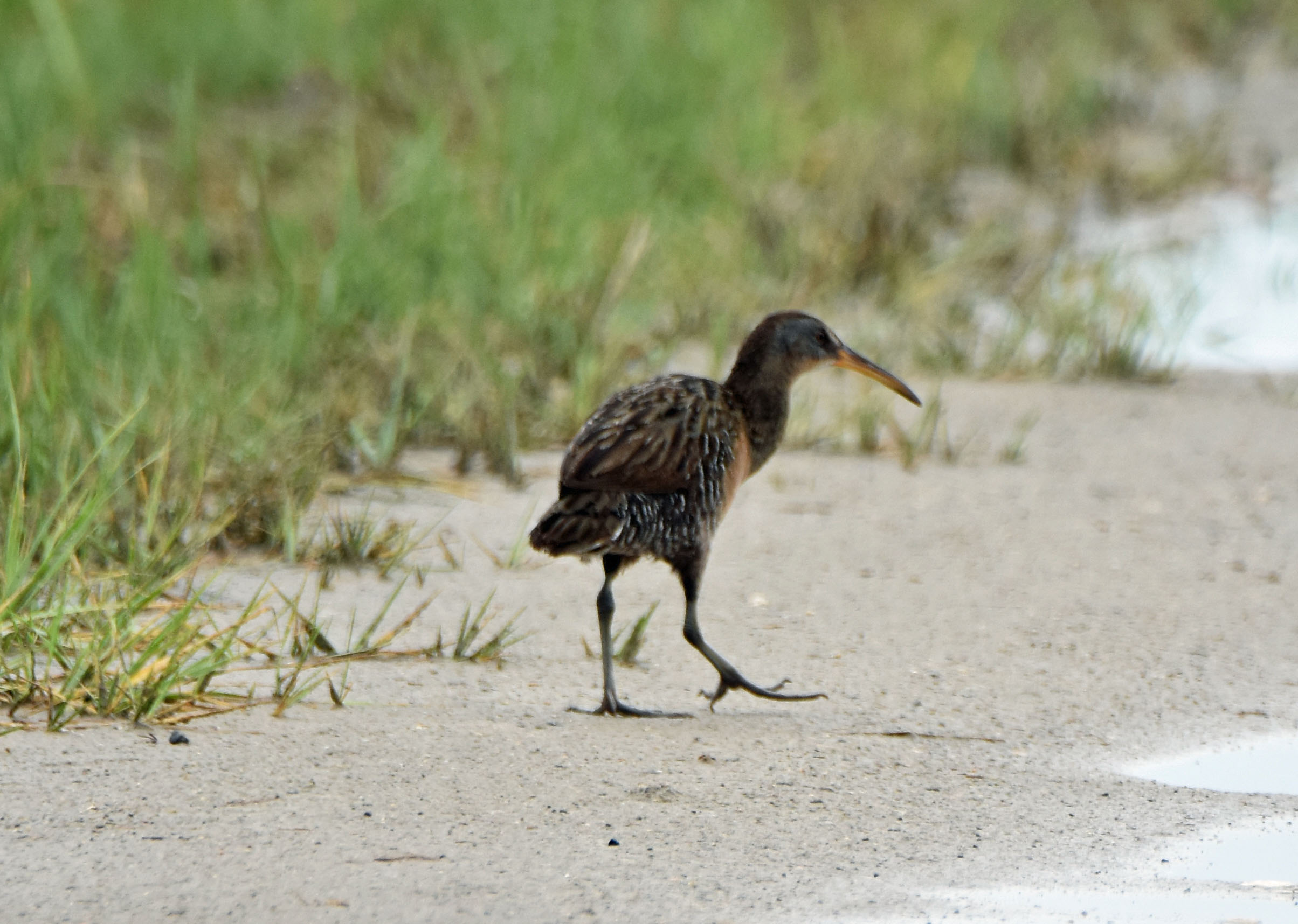 Clapper Rail Big Year Birding