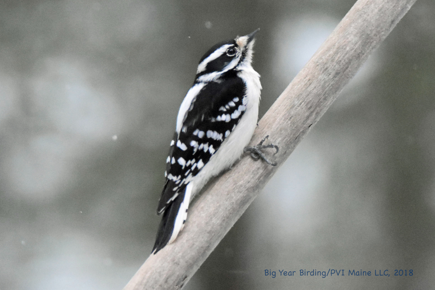 Downy Woodpecker - Big Year Birding
