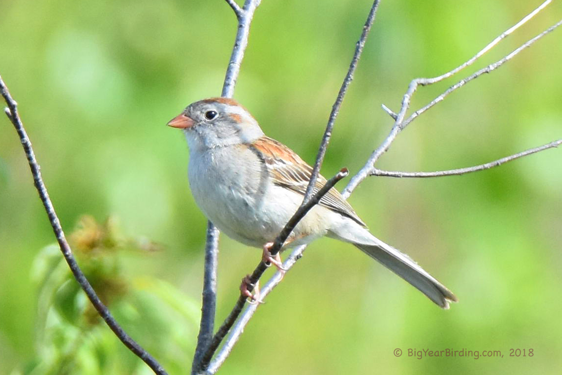 Field Sparrow Big Year Birding