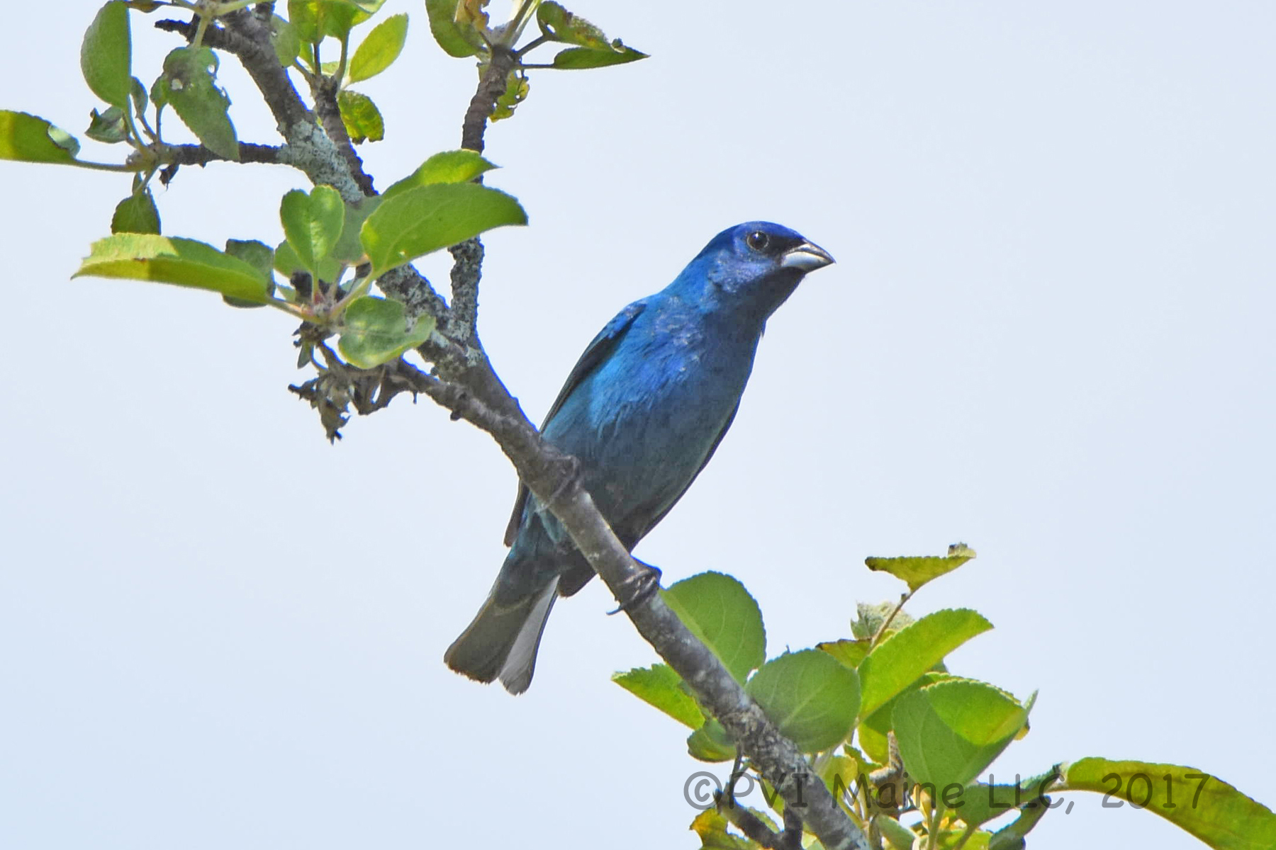Indigo Bunting Big Year Birding