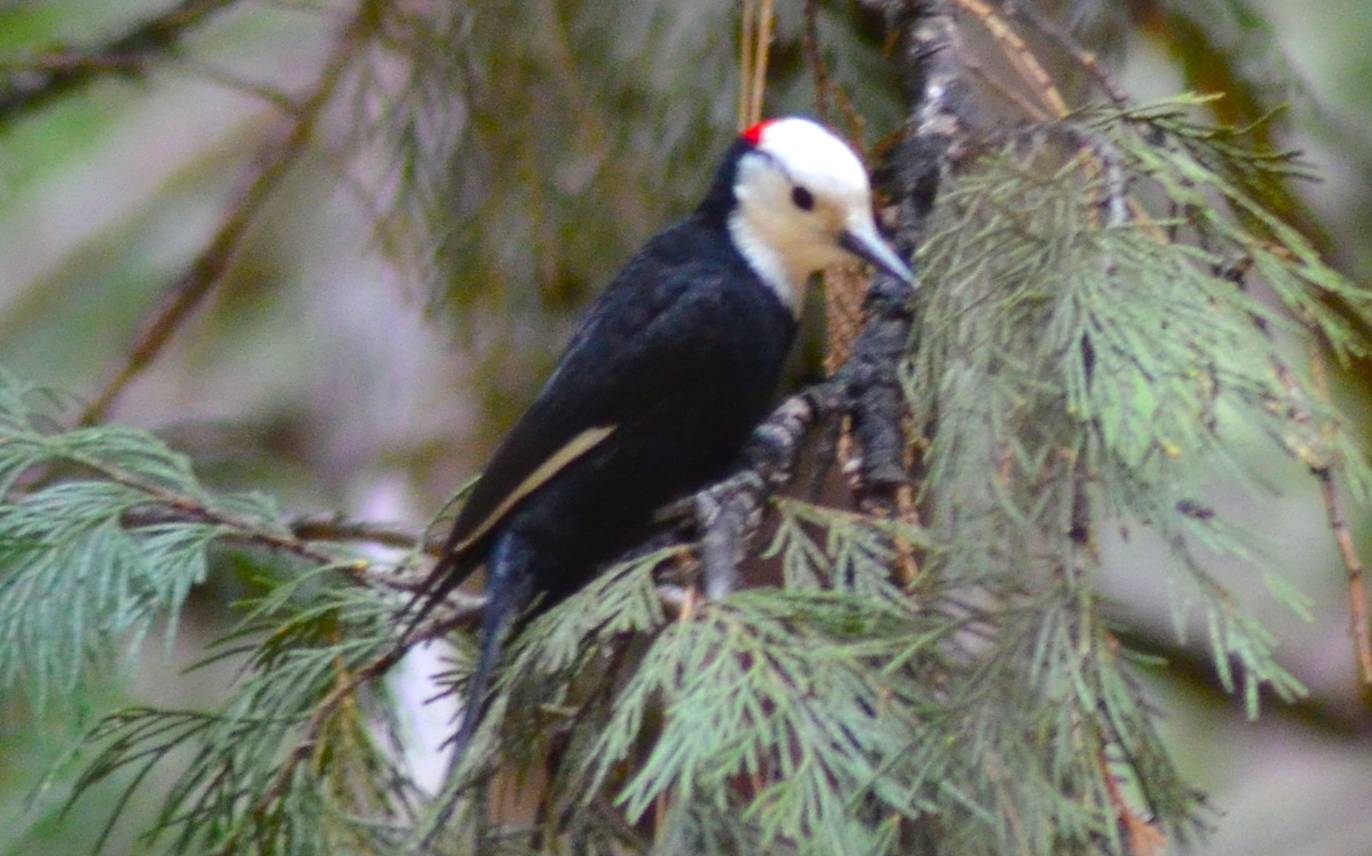 White-headed Woodpecker - Big Year Birding