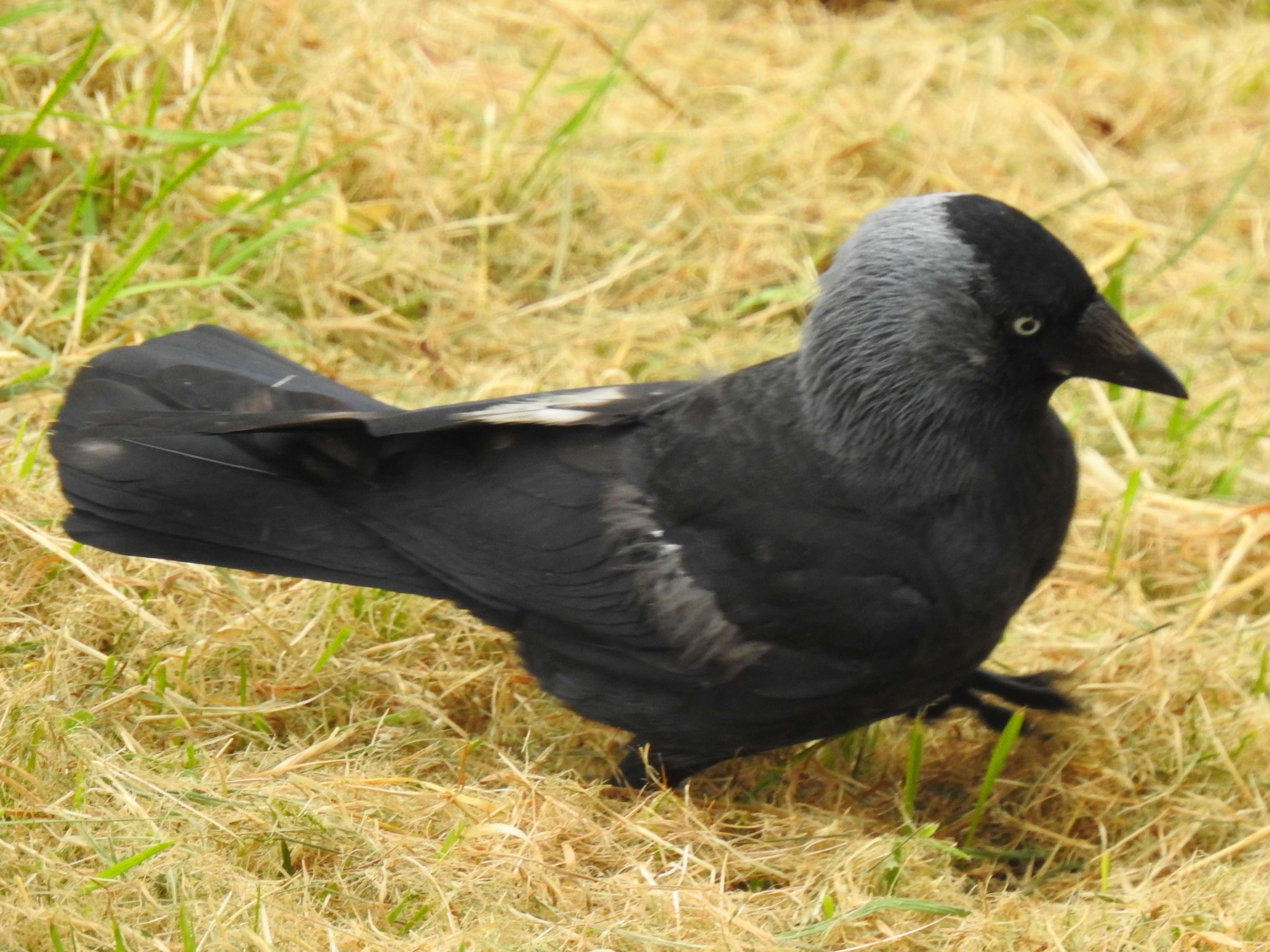 Jackdaw Big Year Birding