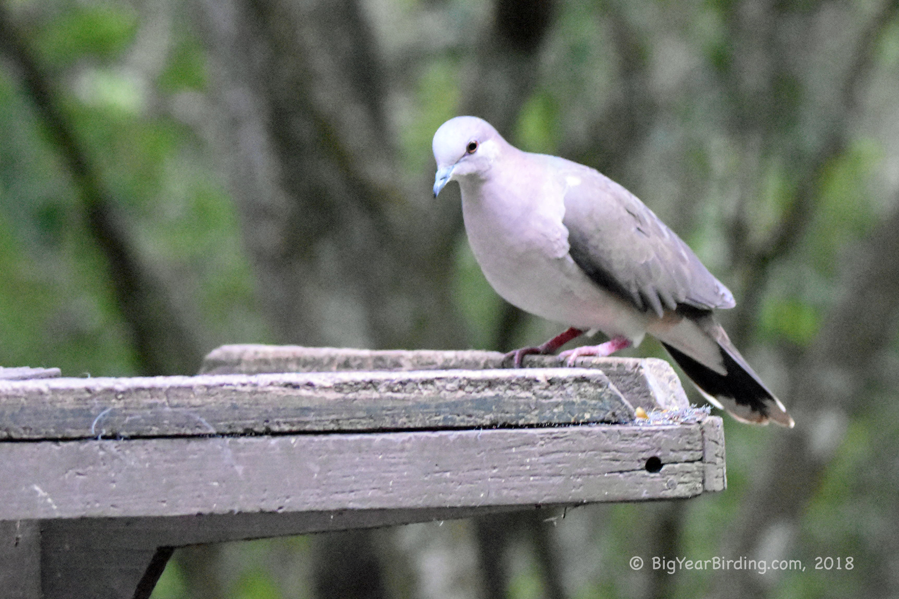 Whitetipped Dove Big Year Birding