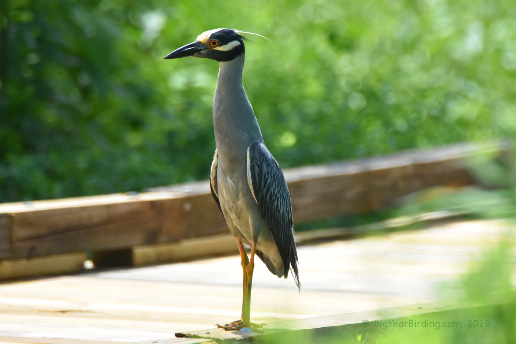 Yellow-crowned night heron - Big Year Birding