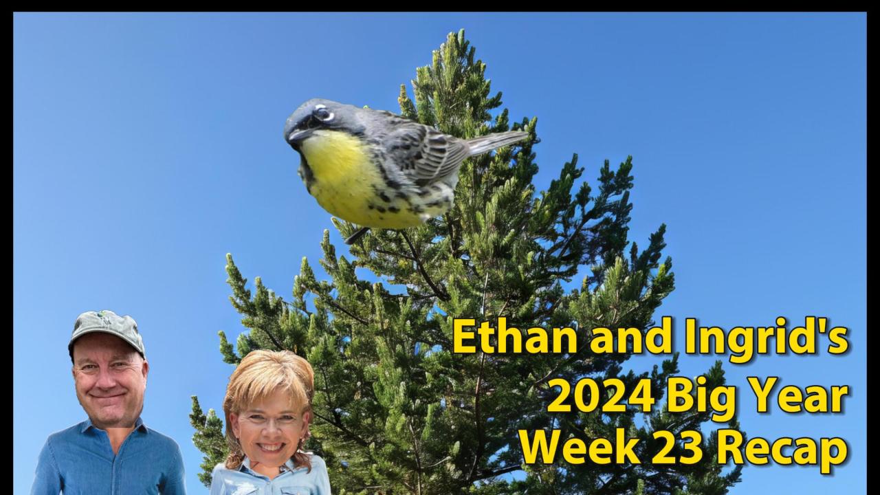 Ethan and Ingrid’s 2024 Big Year (Week 23)