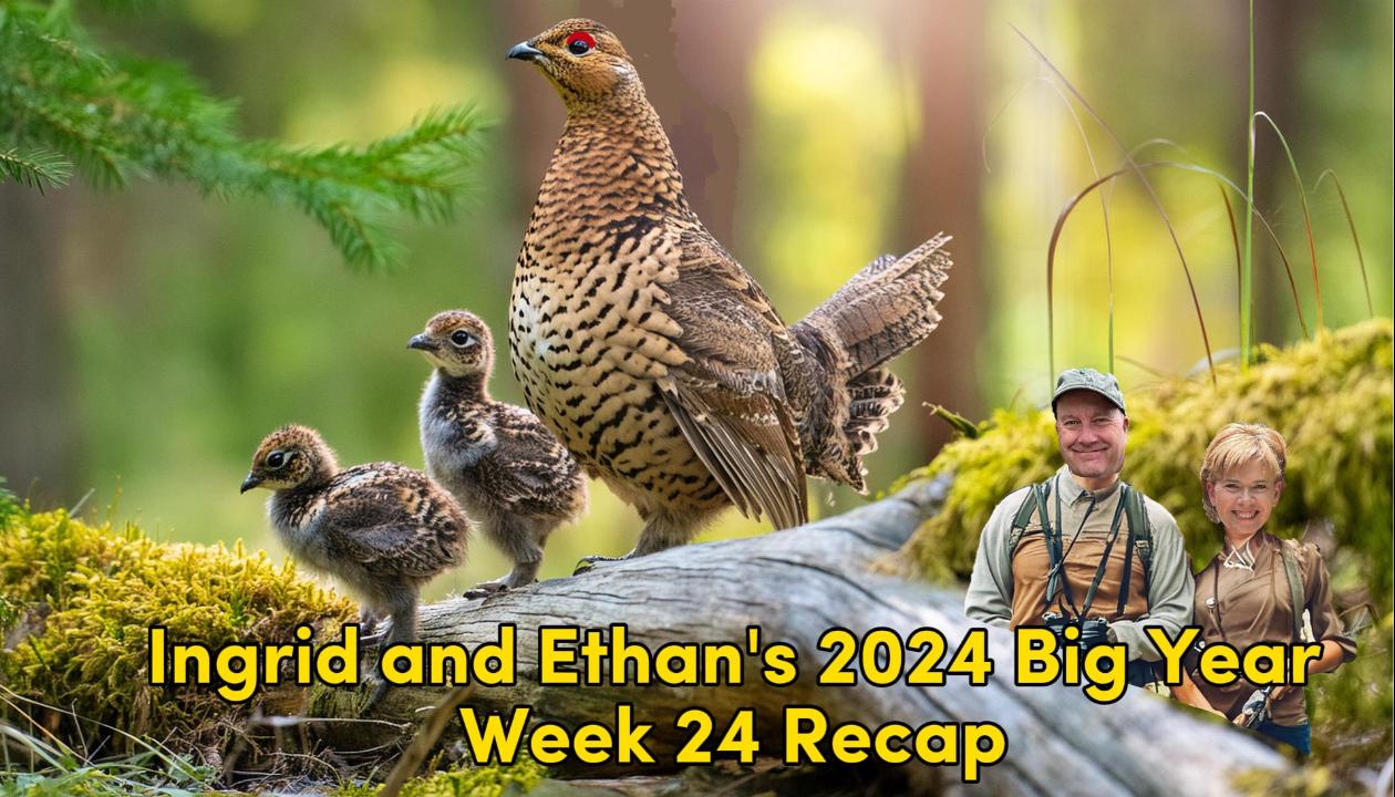 Ethan and Ingrid’s 2024 Big Year (Week 24)