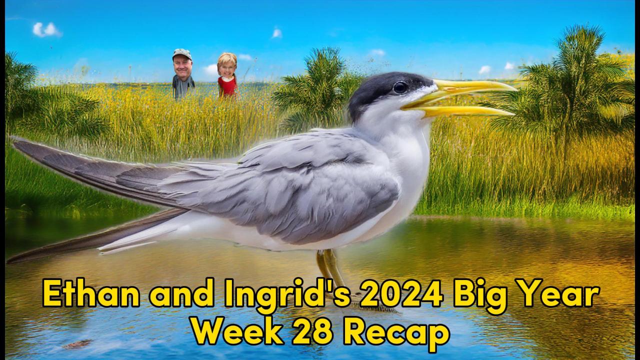 Ethan and Ingrid’s 2024 Big Year (Week 28)