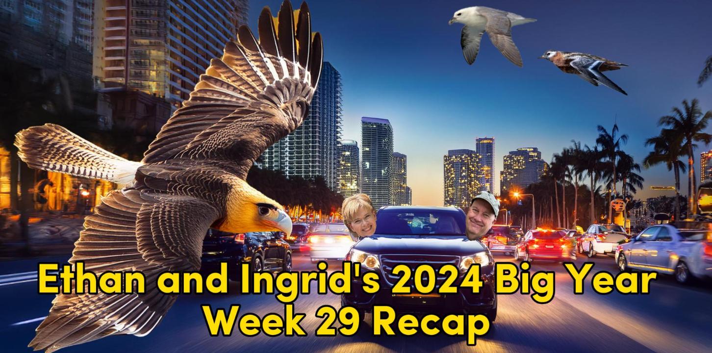 Ethan and Ingrid’s 2024 Big Year (Week 29)